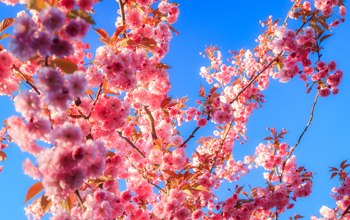 Currentissues Summer 2025 Web Image