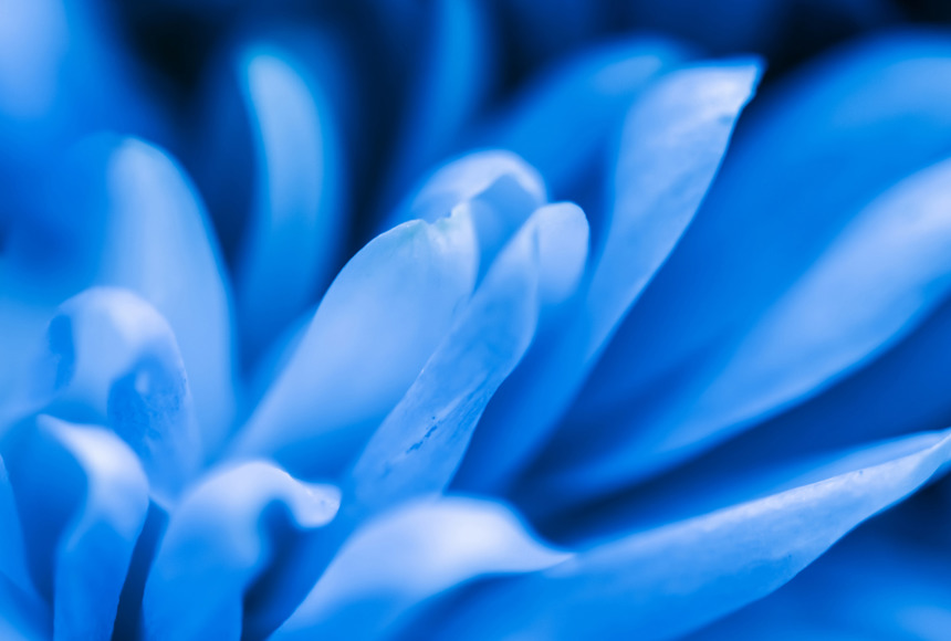 Blue flower with the focus on the petals 