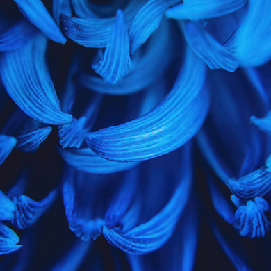 Neon blue flower petals up close